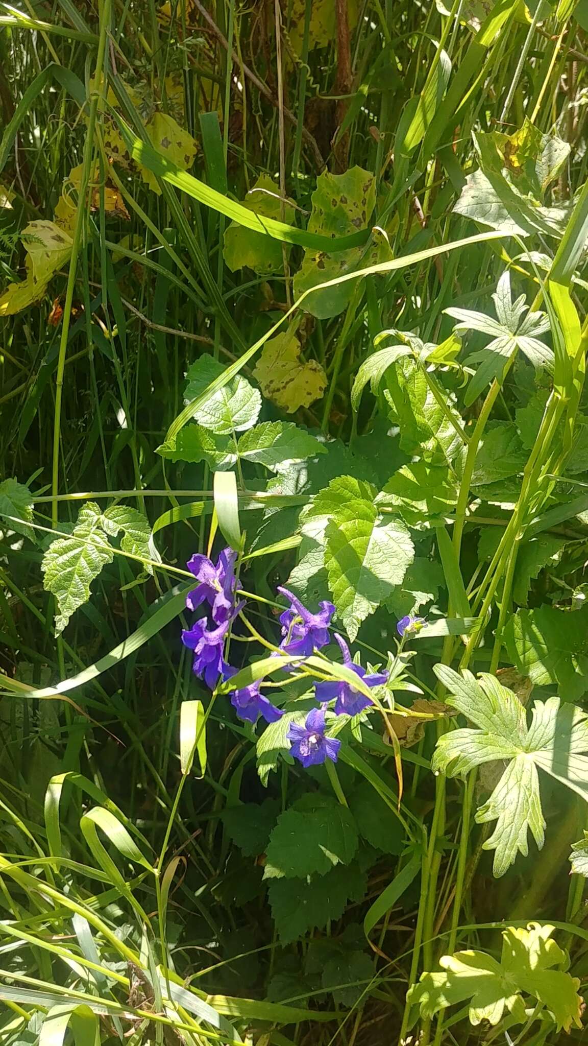 Delphinium menziesii DC.的圖片