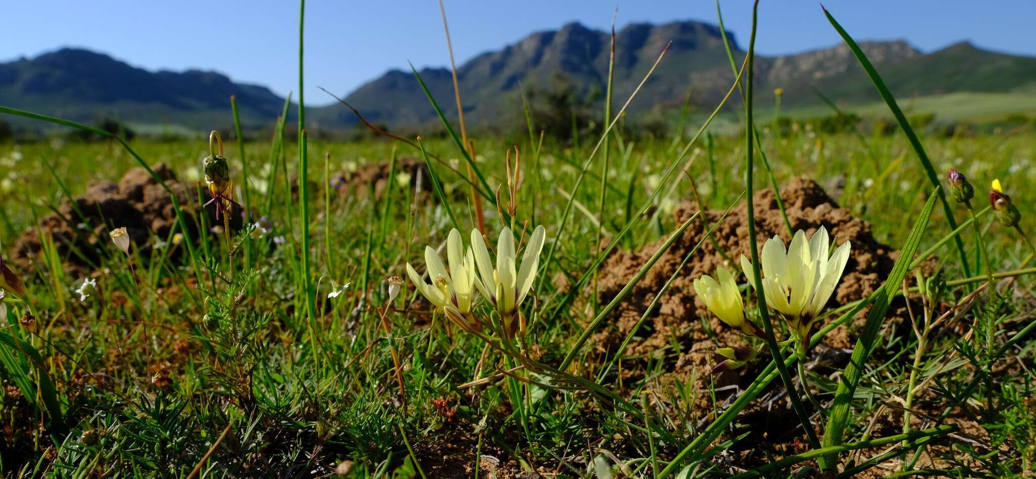 Image of Geissorhiza barkerae Goldblatt