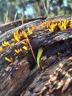 Image of Calocera sinensis McNabb 1965