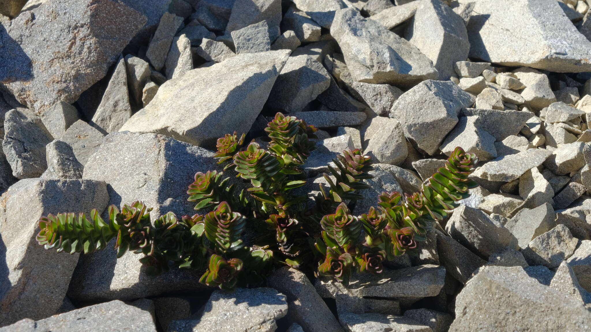 Image of Veronica haastii Hook. fil.