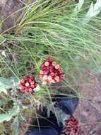 Sivun Helichrysum appendiculatum (L. fil.) Less. kuva