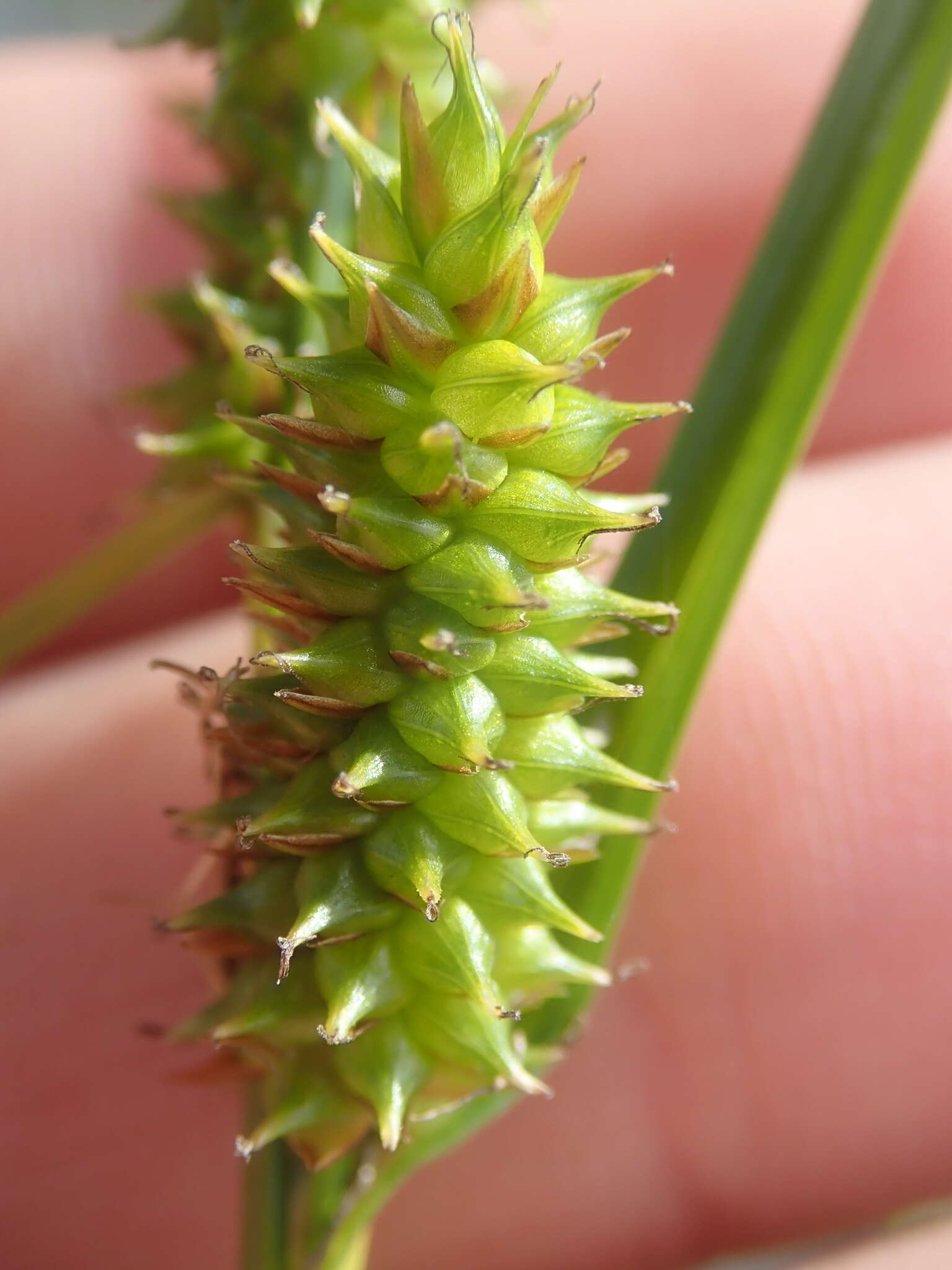 Image de Carex fuscula d'Urv.