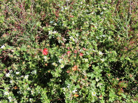 Image de Anisodontea biflora (Desr.) D. M. Bates