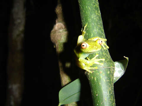 Image of Teresopolis treefrog