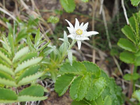 Image of Leontopodium hayachinense (Takeda) Hara & Kitam.