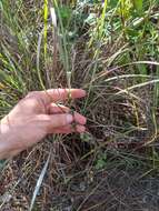 Image of small-leaf squarestem