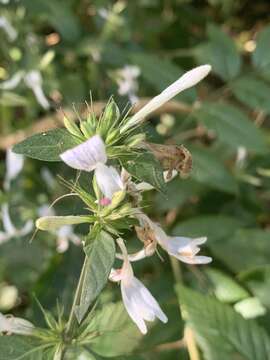 Image of Hypoestes aristata var. alba K. Balkwill