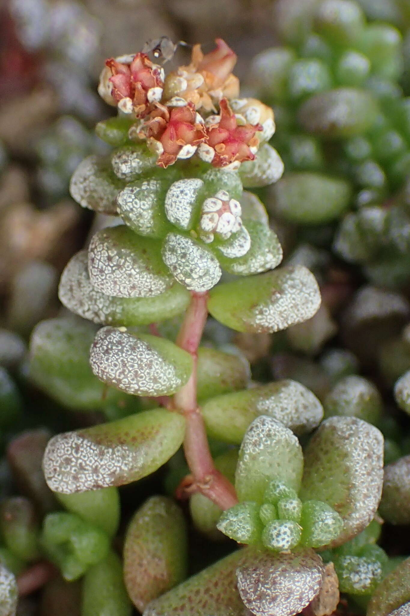 Image of Crassula corallina subsp. corallina