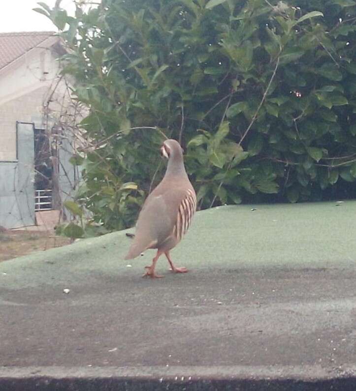 Image of Rock Partridge