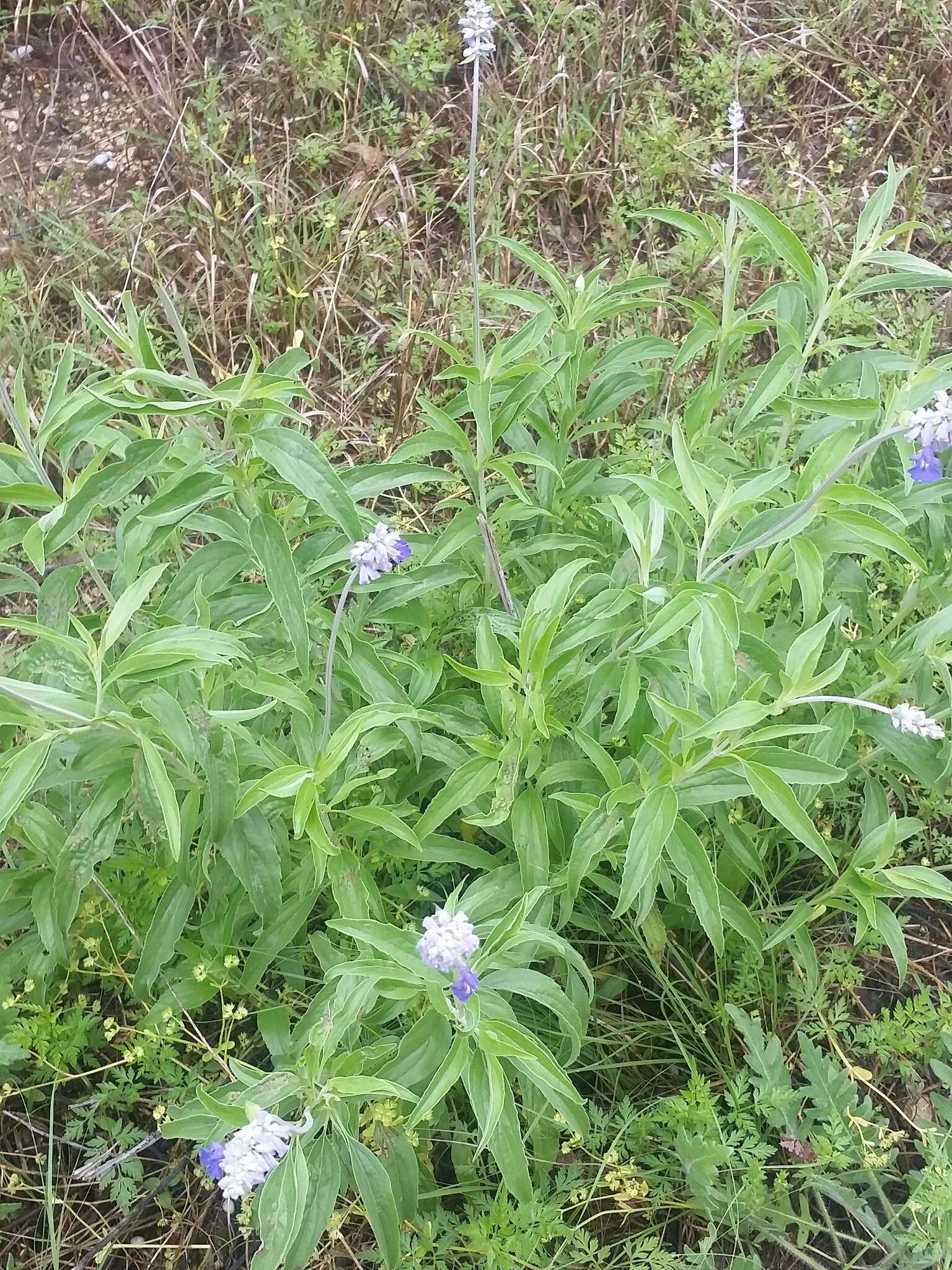 Image of mealycup sage