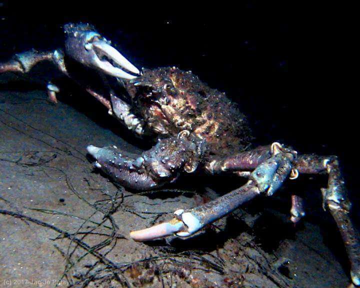 Image of Sheep crab