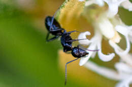 Image de Camponotus werthi Forel 1908