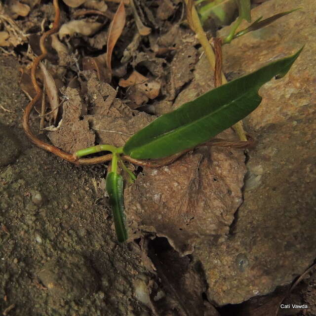 Petopentia natalensis (Schltr.) Bullock resmi