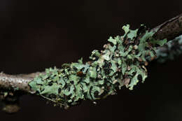 Image of sinuous hypotrachyna lichen