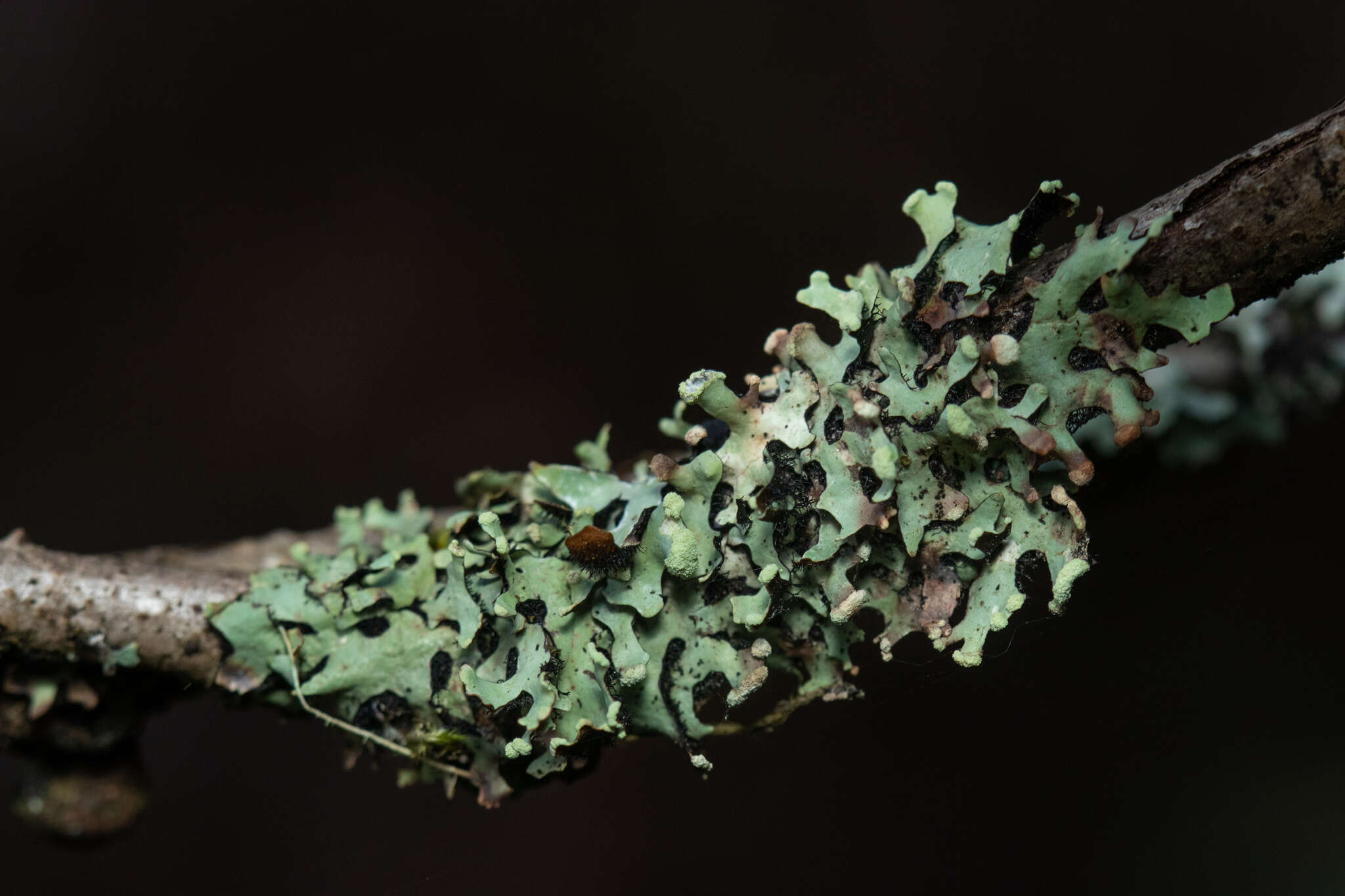 Image of sinuous hypotrachyna lichen