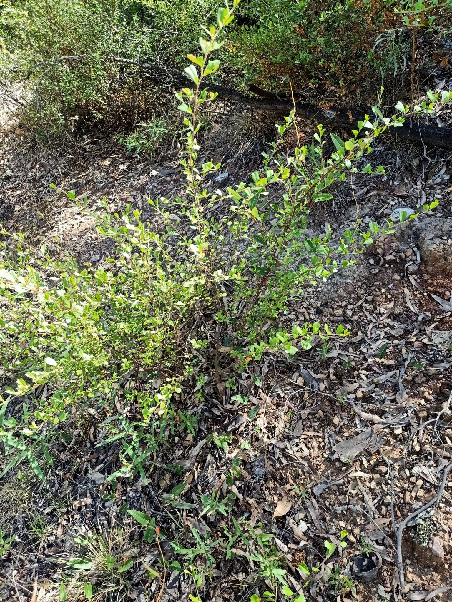 Image de Dodonaea triangularis Lindl.