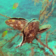 Image of Winged oyster