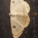 Слика од Argyrotome alba Druce 1892