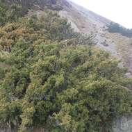 Image of Juniperus monticola subsp. compacta