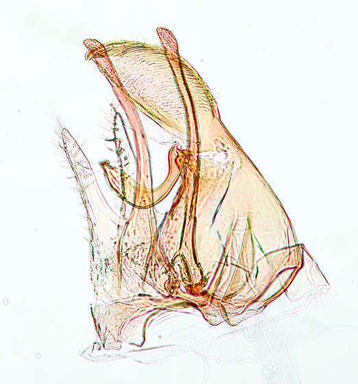 Imagem de Stereomita andropogonis Braun 1922