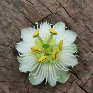 Passiflora siamica Crab的圖片