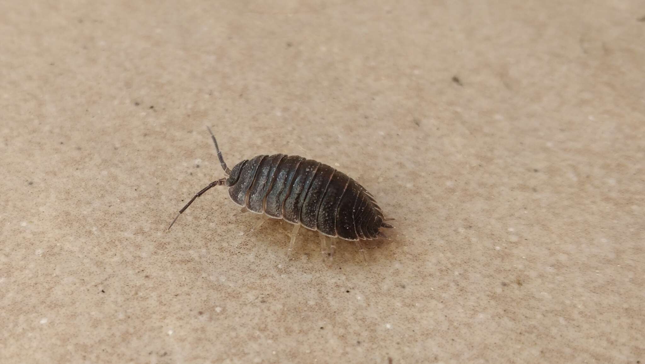 Image of Porcellio obsoletus Budde-Lund 1885