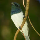 Image of Myiagra rubecula yorki Mathews 1912