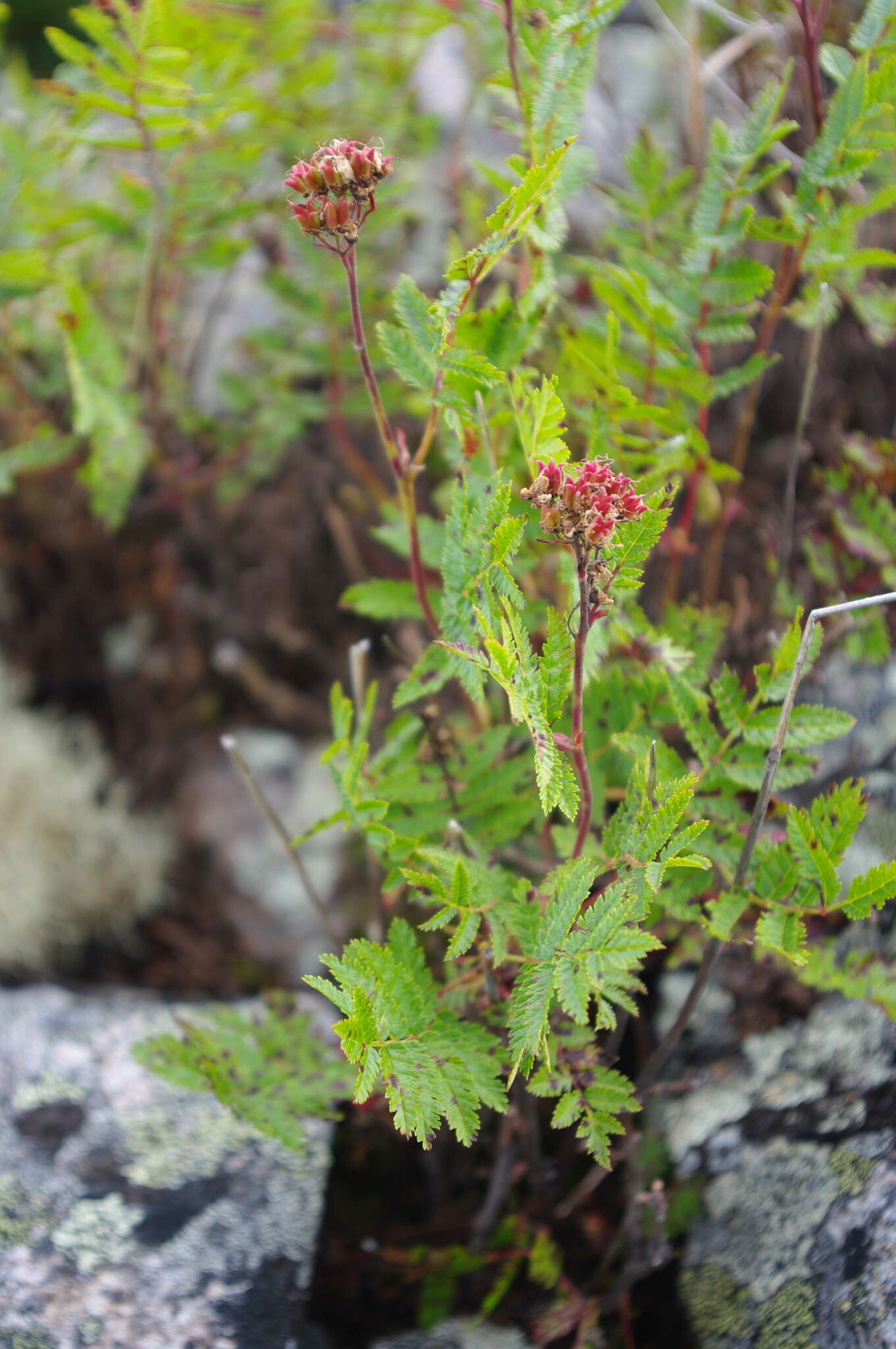 Sorbaria pallasii (G. Don) Pojark.的圖片