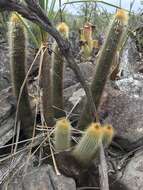 Image of Micranthocereus auriazureus Buining & Brederoo