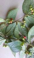 Image of hollyberry cotoneaster