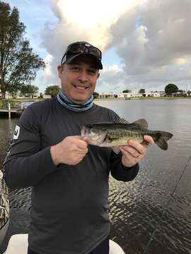 Micropterus floridanus (Lesueur 1822) resmi