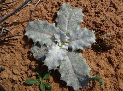 Image of stemless thistle