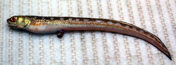 Image of Blackrim cusk-eel