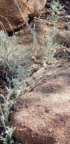 Image of Crotalus lepidus klauberi Gloyd 1936