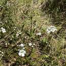 Image of Euphrasia gibbsiae Du Rietz