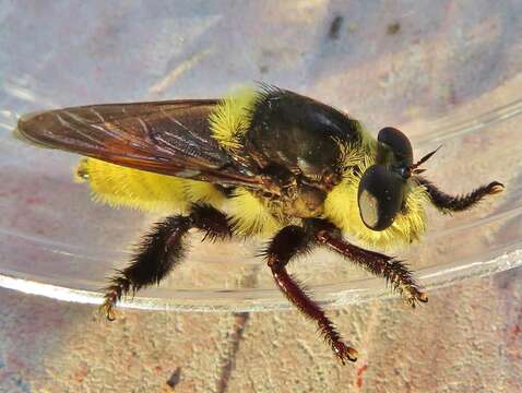 صورة Mallophora fautrix Osten Sacken 1887