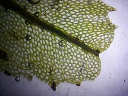 Image of Hymenophyllum wilsonii Hook.