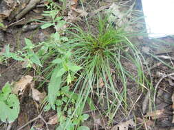 Image of James' sedge