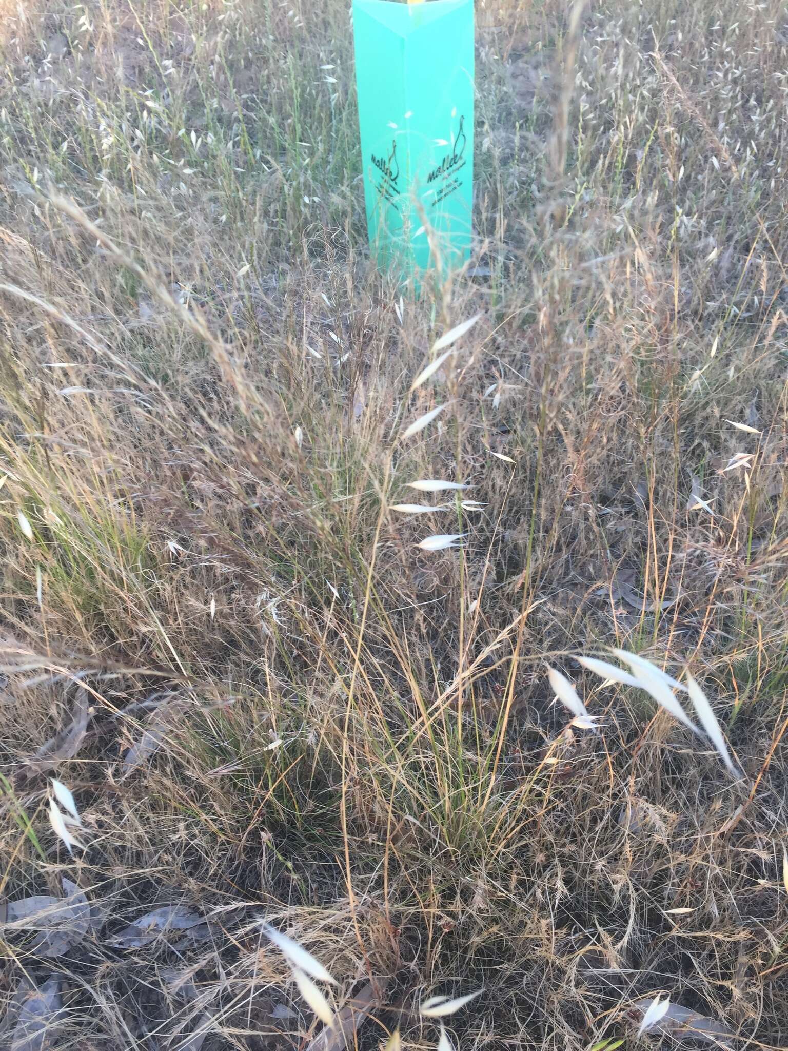 Image of Austrostipa scabra (Lindl.) S. W. L. Jacobs & J. Everett