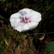 Image de Convolvulus betonicifolius Miller