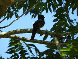 Image of Gartered Trogon