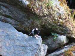 Image of Little Forktail