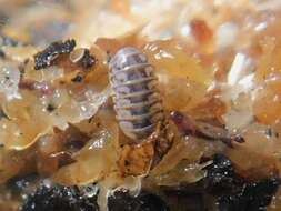 Image of Pillbug