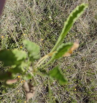 Image of Nidorella podocephala (DC.) J. C. Manning & Goldblatt