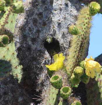 Image of Common Cactus Finch