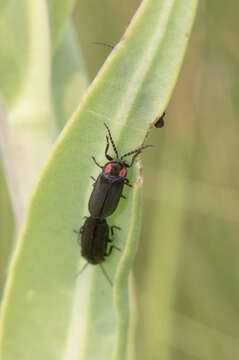 Слика од Pyropyga nigricans (Say 1823)