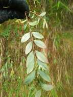 Image of Hypericum geminiflorum subsp. simplicistylum (Hayata) N. K. B. Robson