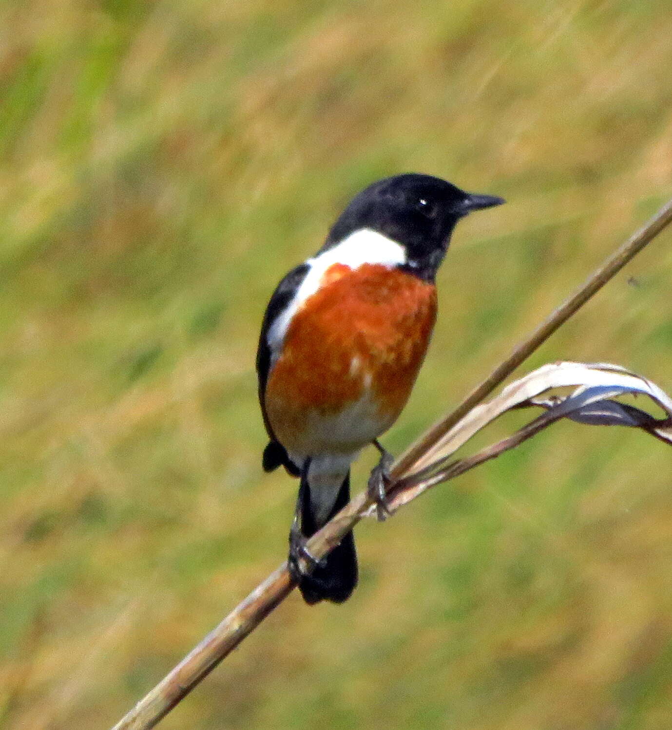 Image of African Stonechat