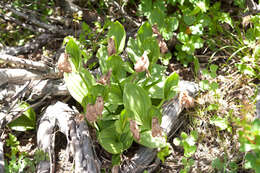 Image de Cypripedium taiwanalpinum