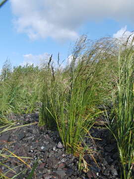 Image of Deschampsia cespitosa subsp. paludosa (Schübl. & G. Martens) G. C. S. Clarke